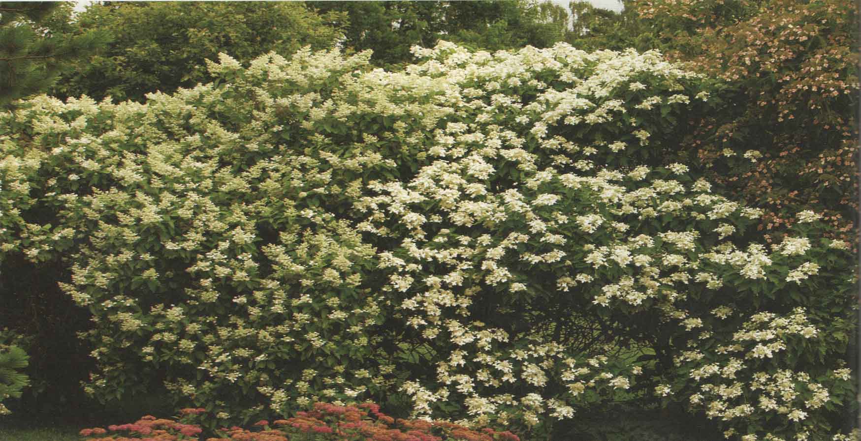Mustila hortensias ja kuutamohortensia sek&auml; kes&auml;hortensia